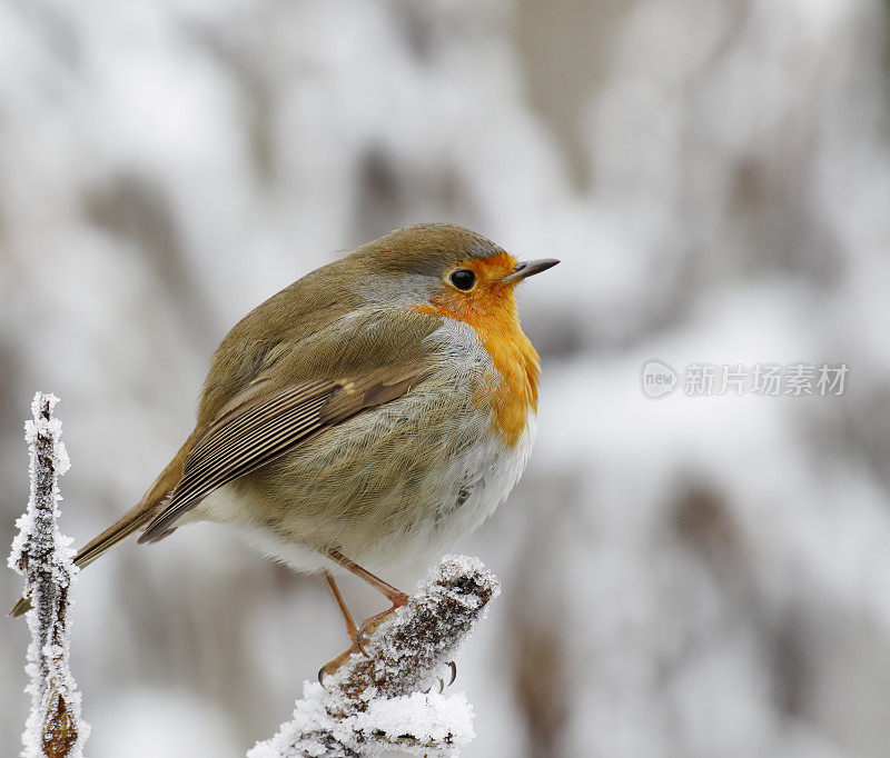 知更鸟(Erithacus rubecula)在冬天